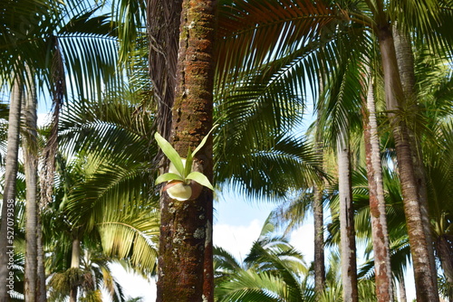 Mauritius Island