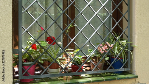 Flowers in the window