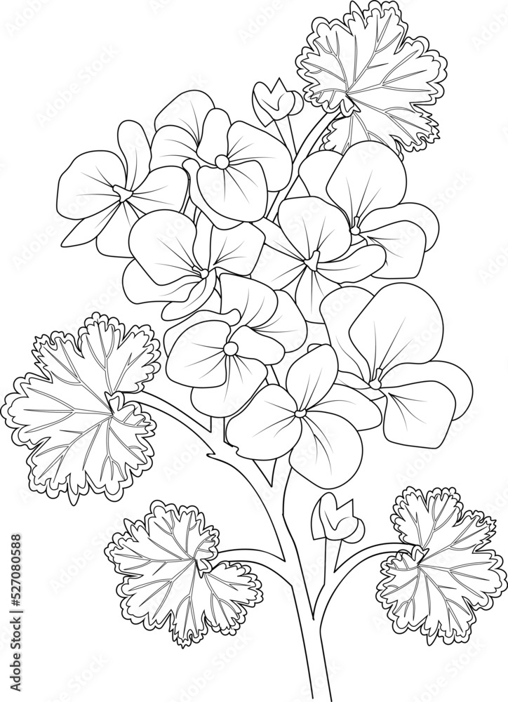 Fototapeta premium Set of hand drawn stylized outline geranium flower isolated on white background. Highly detailed vector illustration, botanic leaf branch or buds engraved ink art coloring page for children or adult