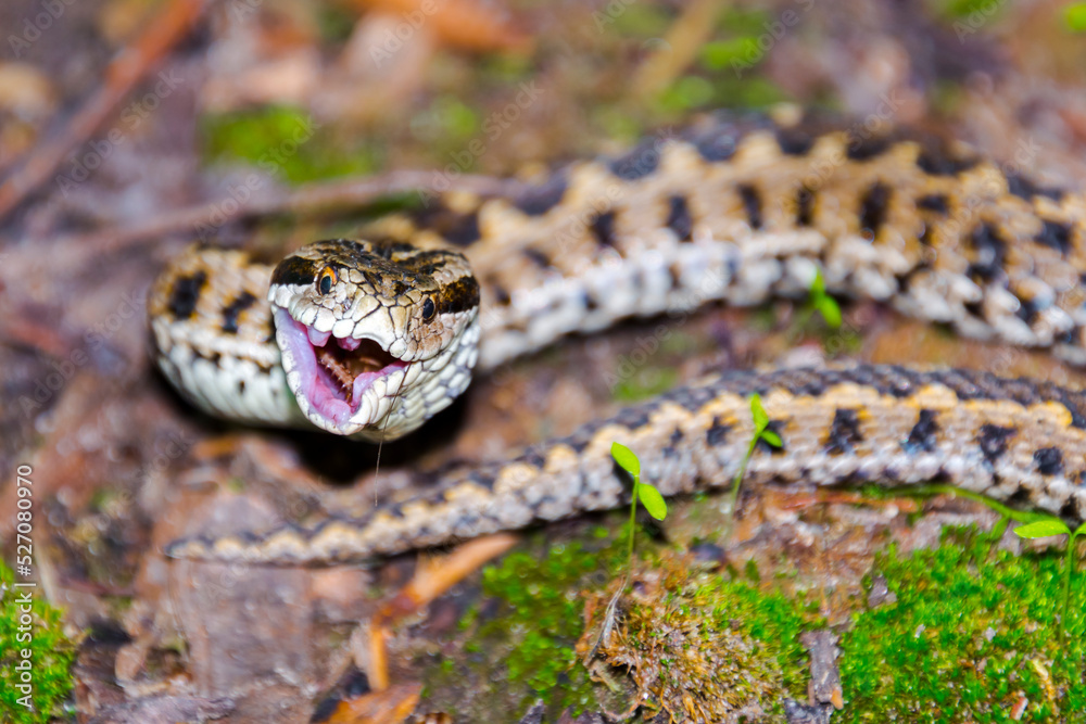 Fototapeta premium Hungarian meadow viper on the ground on a sunny day