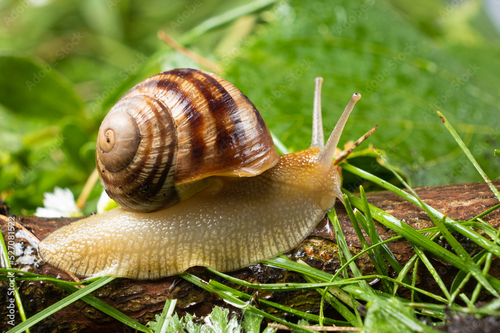 Helix pomatia large grape snail leisurely crawls on the grass. Helix pomatia large grape snail leisurely crawls on the grass.