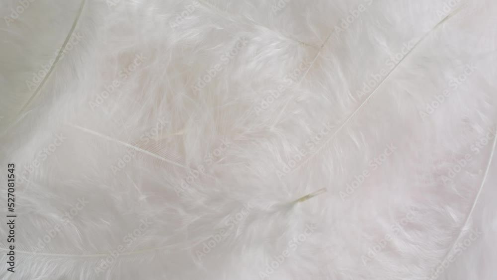 White feathers texture, soft plumelets background close-up rotating. Softness and fur concept. White feathers texture, soft plumelets background close-up rotating. Softness and fur concept.