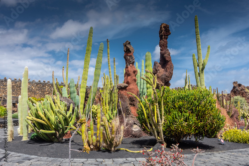 Beautiful cactus garden in Lanzarote, Canary Islands,  Spain photo