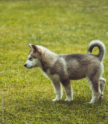 alaskan malamute dog © Peter