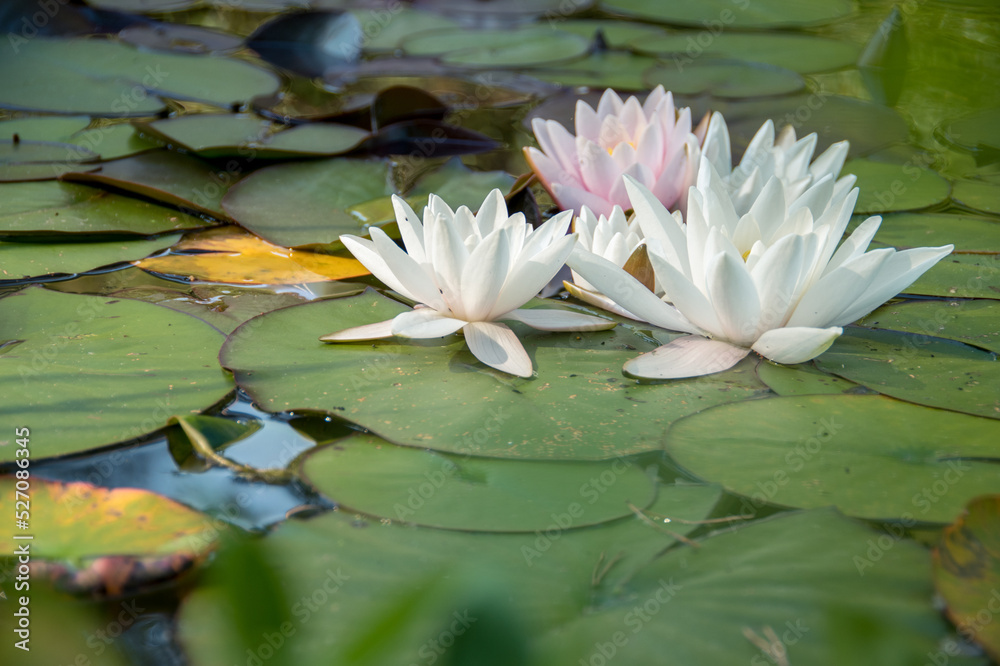 Wunderschöne Seerosen auf einem kleinen Teich
