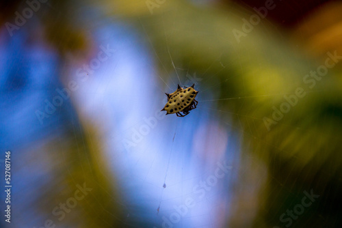 Gasteracantha cancriformis spider on its web. photo