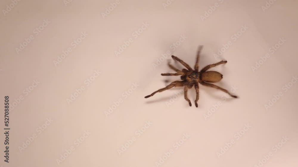 Tarantula walks, spider on white background.
Female wild tarantula isolated.
Closeup micro monsters, spiders.
Insect, insects, bugs, bug.
Animals, animal, wildlife, wild nature.
Woods, forest