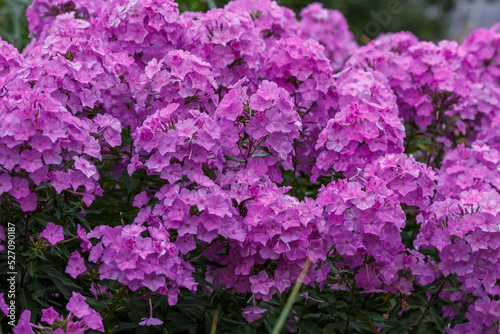 Fototapeta Naklejka Na Ścianę i Meble -  Beautiful purple Phlox paniculata in garden
