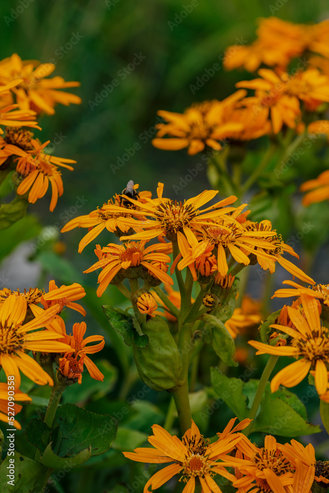 Yellow flower of Ligularia dentata Hara in autumn garden Yellow flower of Ligularia dentata Hara in autumn garden