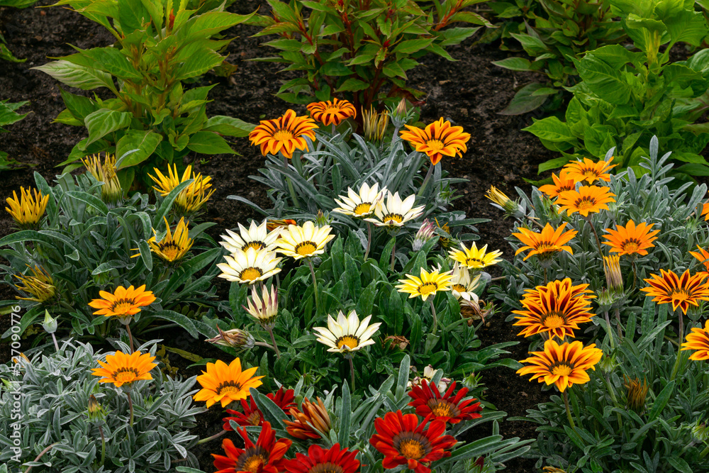 Multicolored yellow-red gazania flowers in a flowerbed in a city park.