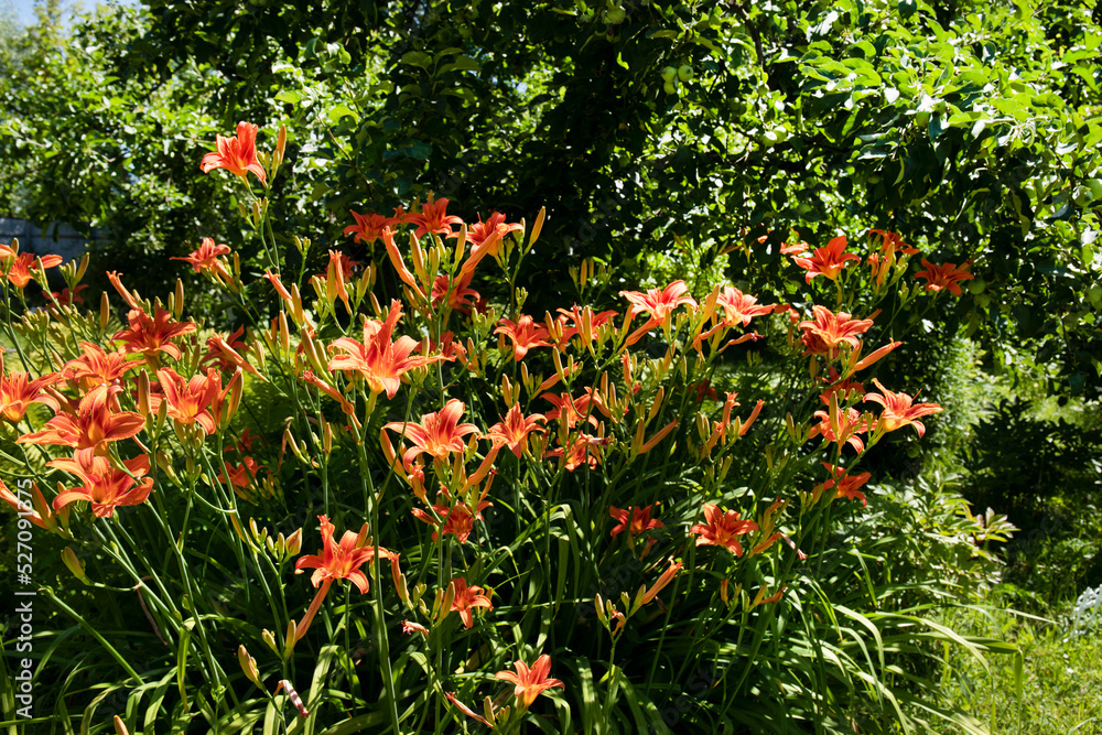 Beautiful bush of Day Lily with orange flowers in the summer garden
