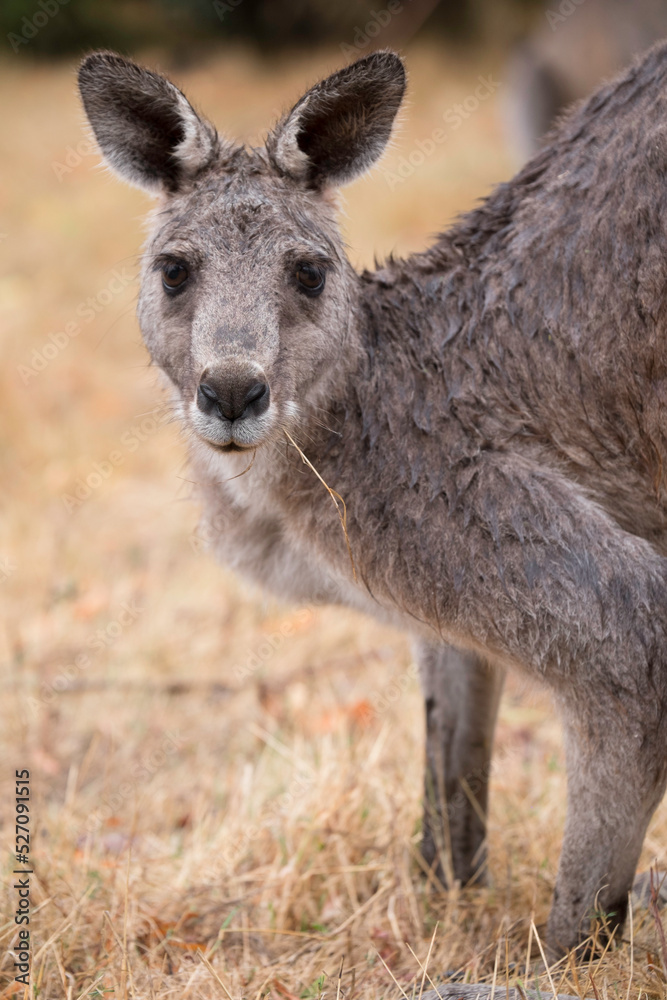 Eastern grey Kangaroo looking into the camera, in a field in the Grampians, Australia. Portrait photo