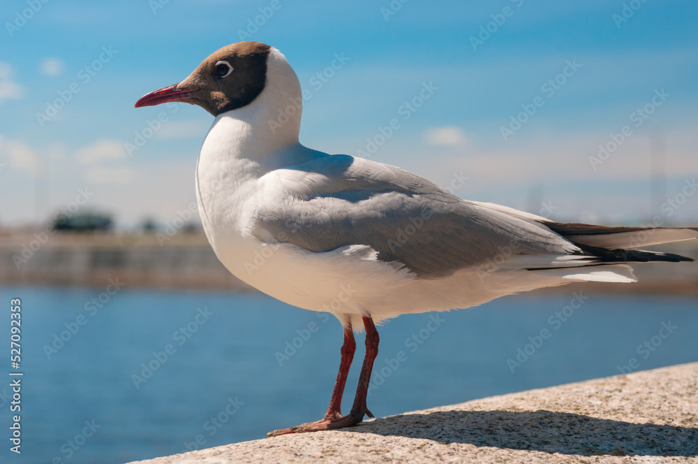 Fototapeta premium Sea gull close up sitting on a pier at sea coast