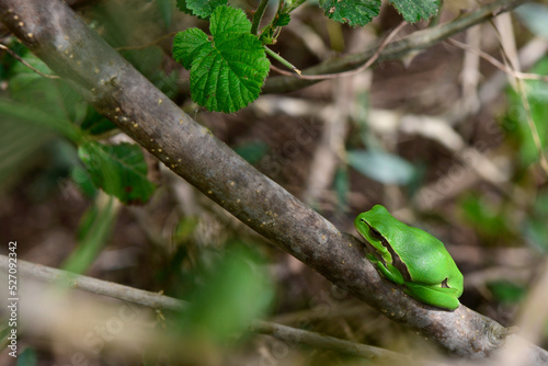 European tree frog // Europäischer Laubfrosch (Hyla arborea) 