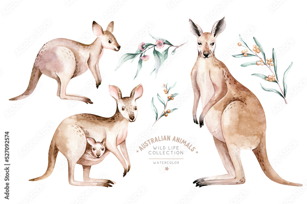 Watercolor australian cartoon kangaroo isolated on white background ...