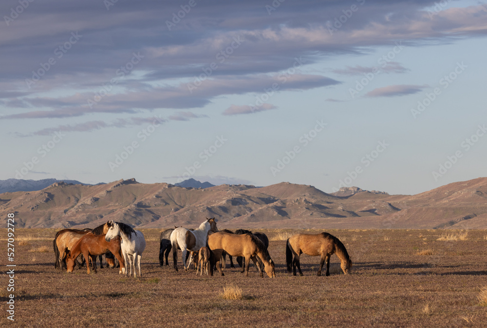 Wild Horses in Springtime in the Utah Desert