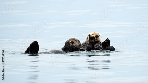 Two Sea Otters Floating In Kachemak Bay, Alaska #527093106
