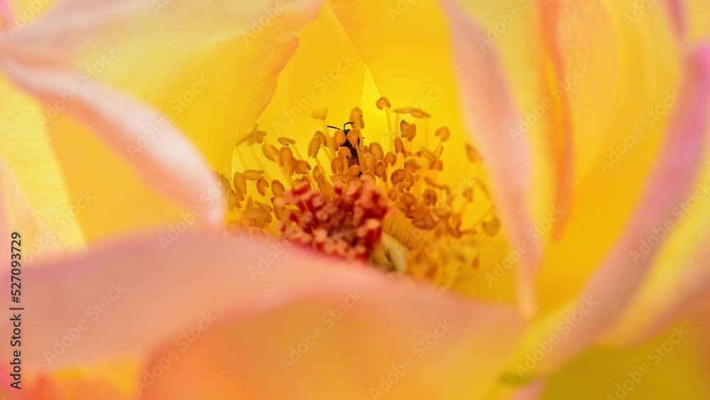 Macro view of a wild Bee on a blooming pink and yellow rose Macro view of a wild Bee on a blooming pink and yellow rose
