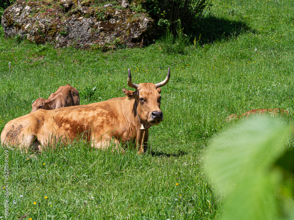 Familia de vacas con ternero descansando en el suelo con un césped verde en verano de 2021, España. Familia de vacas con ternero descansando en el suelo con un césped verde en verano de 2021, España.