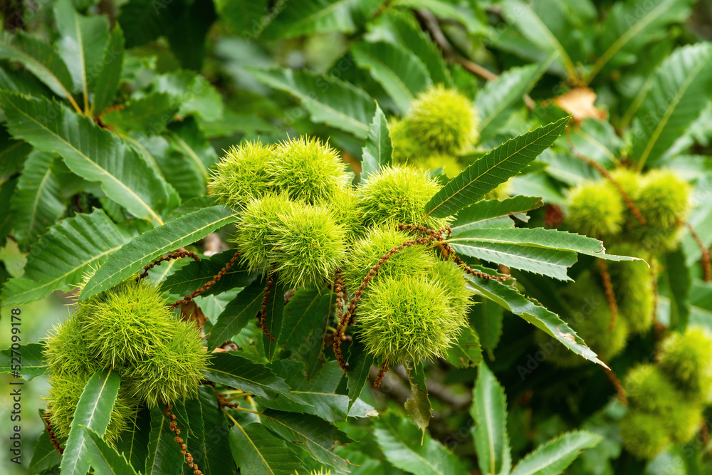 Detail Chestnuts on the tree and in autumn Detail Chestnuts on the tree and in autumn