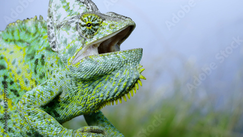 Aggressive behavior of an adult chameleon sits on a tree branch and looks around, on green grass and blue sky background. Cone-head chameleon or Yemen chameleon (Chamaeleo calyptratus)