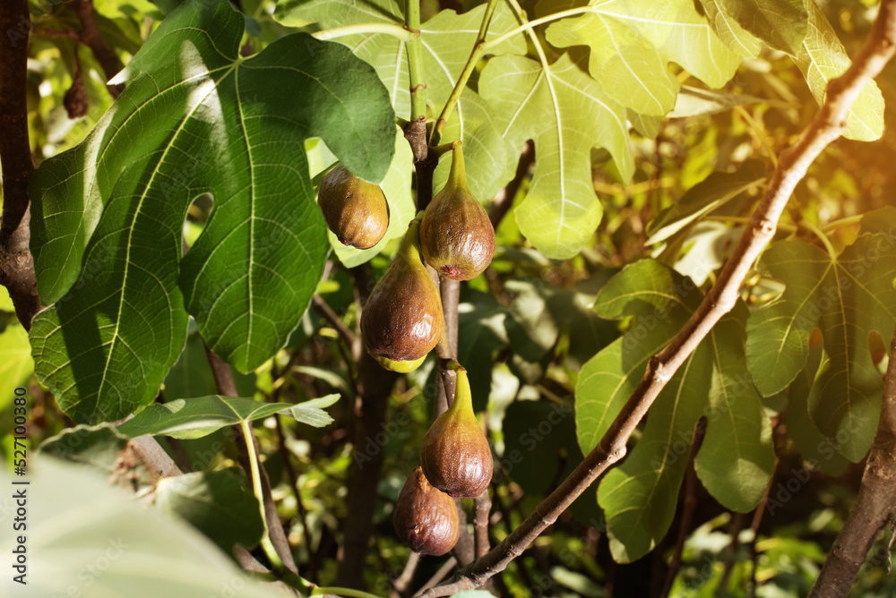 Obraz premium Ripe purple fig fruits hang on the branch of a fig bush, close up. Appetizing and very useful fig fruits