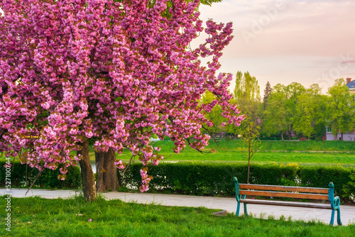 cherry blossom at sunrise. beautiful urban scenery on the bank of the river uzh. old bench near the walking path