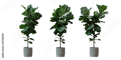 Ficus lyrata or Fiddle-leaf fig Isolated on white background