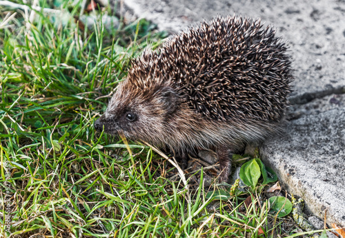 A young hedgehog, Erinaceus europaeus, Northumberland, UK