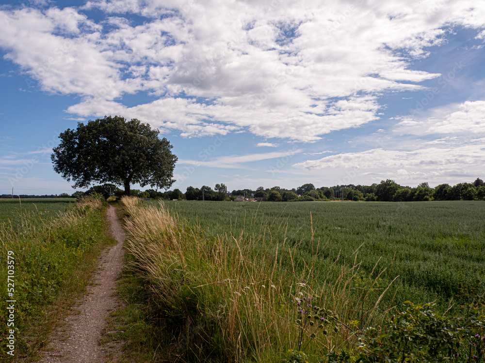 Fototapeta premium landscape with a tree