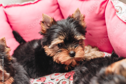 yorkshire terrier puppy in a red bag