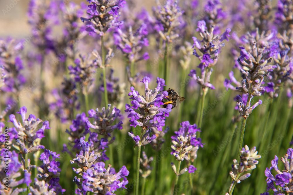 striped bumblebees and bees collect nectar and pollinate purple lavender flowers