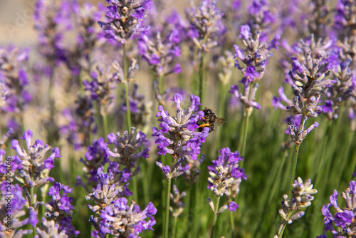 striped bumblebees and bees collect nectar and pollinate purple lavender flowers