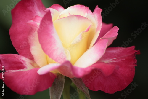 pink tulip closeup