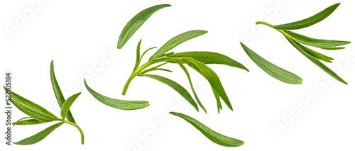 Falling tarragon leaves isolated on white background photo