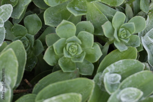 Plant of the succulent family, photographed in the municipality of Oliveira do Bairro, Aveiro, Portugal.