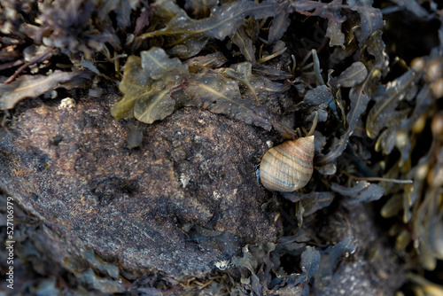 Quadro su tela Common periwinkle or winkle