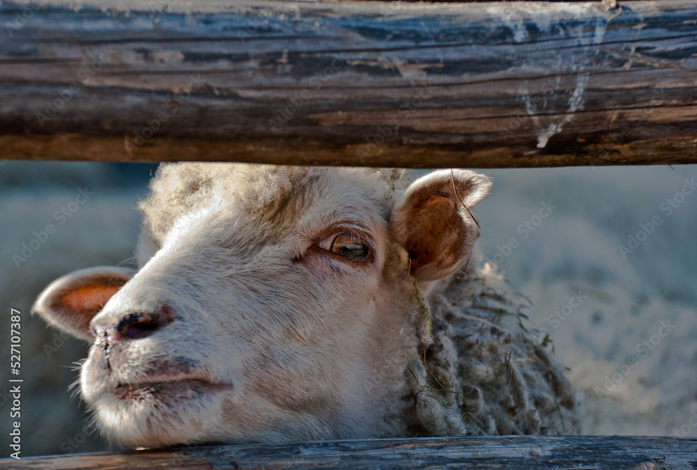 Fototapeta premium a sheep that looks at the camera; White sweet sheep portrait