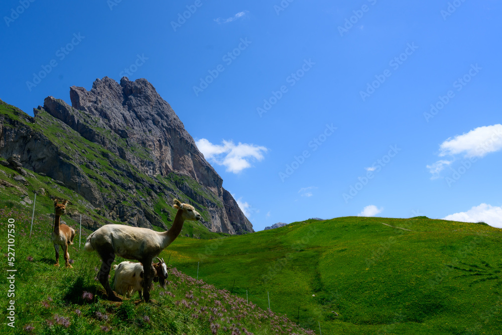 Naklejka premium An Alpaca in the Dolomites