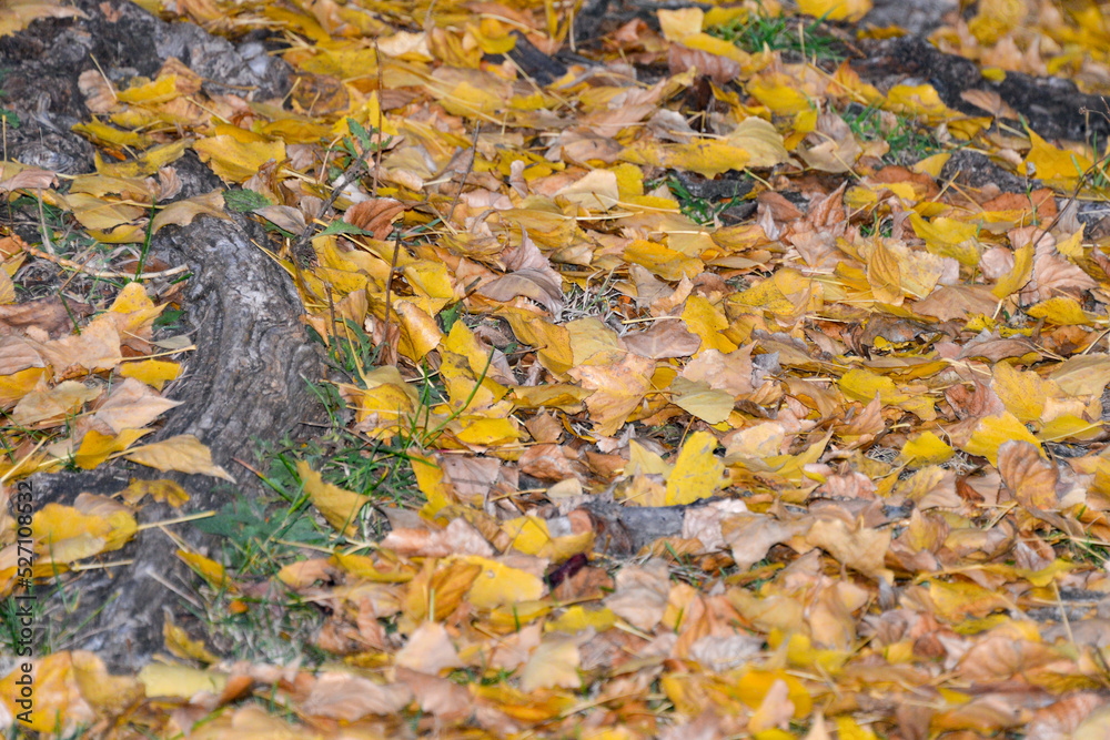 Ground cover of fallen individual leaves in fall (autumn) colors of yellow and brown, evenly scattered and with a subtle perspective of depth