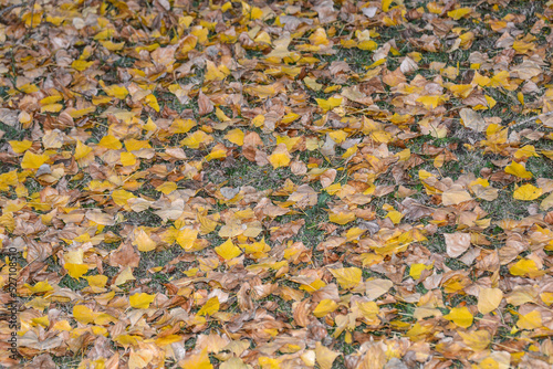 Ground cover of fallen individual leaves in fall (autumn) colors of yellow and brown, evenly scattered and with a subtle perspective of depth