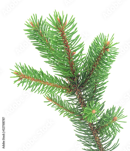 Front view of green fir tree spruce branch with needles isolated on a white background
