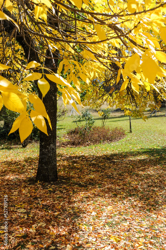 Tree in fall (autumn) colors (yellow) with fallen leaves scattered evenly on the ground below the tree