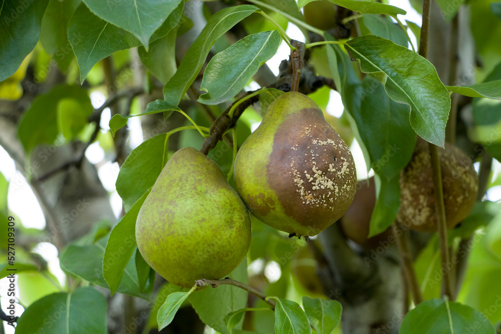Pear moniliasis. Pears rot on a tree. Fruit rot of pear. Diseases of