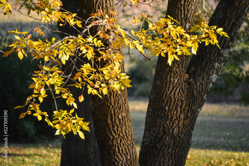 Leaves in fall (autumn) yellow against dark bark with a blurred nature background