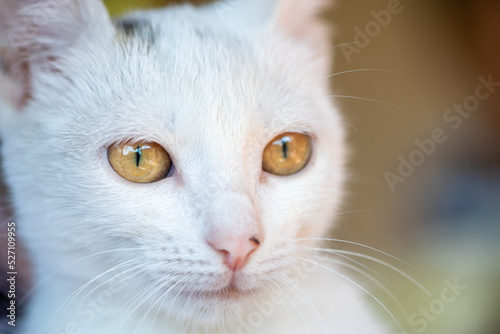 Close-up portrait of a white stray cat