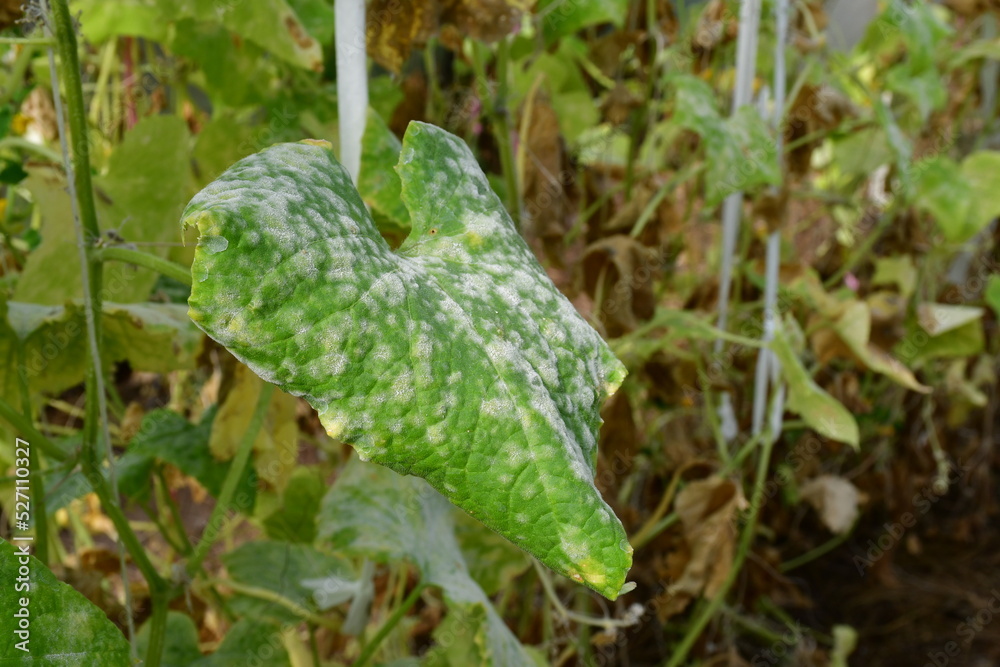 Cucumber leaves with white spots on the surface. Problems with amateur