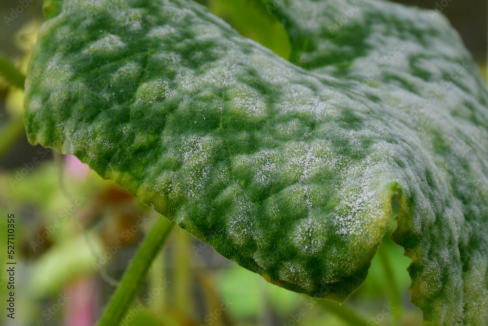 Cucumber leaves with white spots on the surface. Problems with amateur