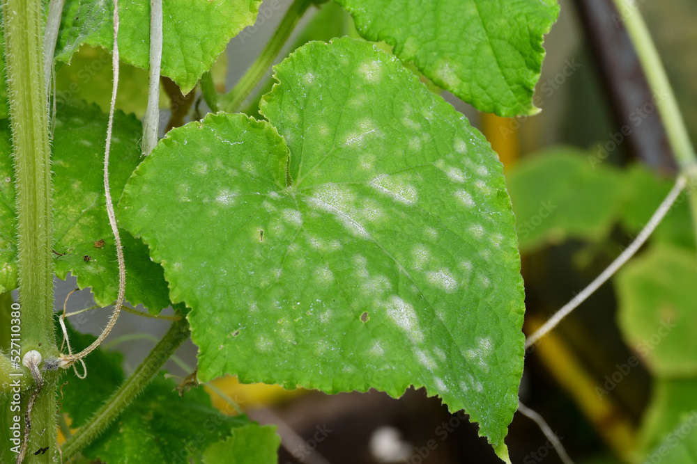 Cucumber leaves with white spots on the surface. Problems with amateur