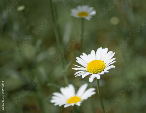 daisies in a meadow © Lindsay